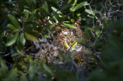 Beehive Removal Lot 125