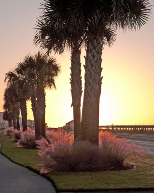 Sunrise Through The Muhly Grass