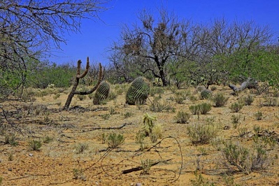 Arizona High Desert