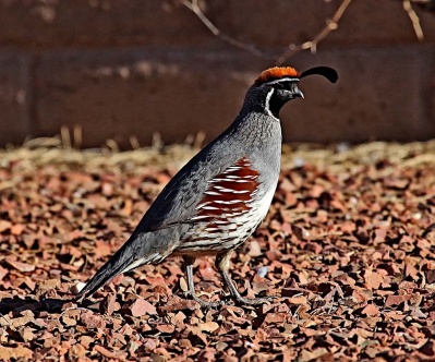 Arizona High Desert