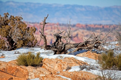 Dead Tree 1