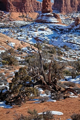 Dead Tree 2