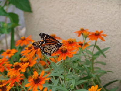 Butterfly Season Definitely in Effect