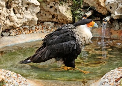 Crested Caracara