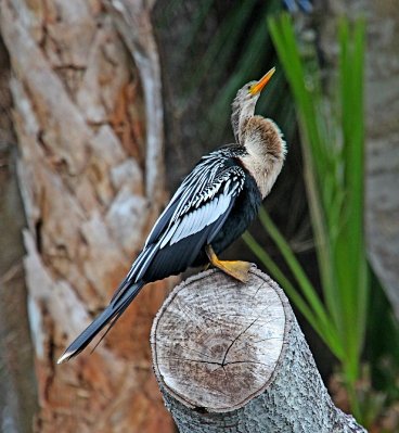 Anhinga 1