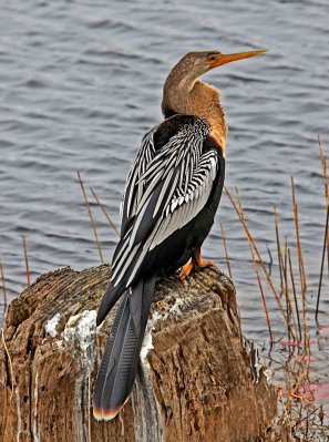 Anhinga 2