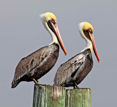 Pelicans