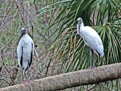 Wood Storks