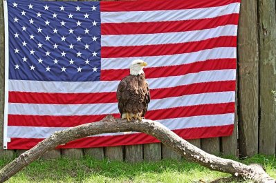 Eagle Posing With Flag