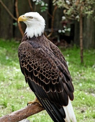 Eagle