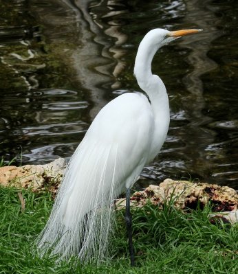 Great White Egret 03