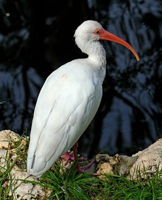 Ibis