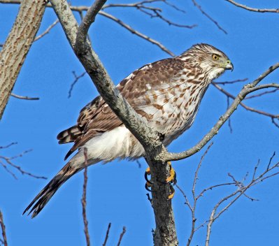 Northern Harrier