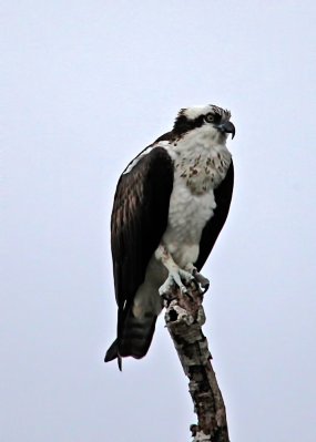 Osprey