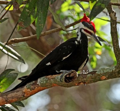 Pileated Woodpecker