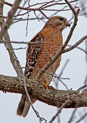 Red Shouldered Hawk