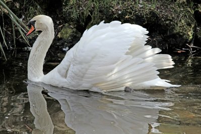 Swan