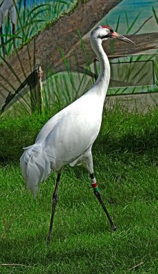 Whooping Crane