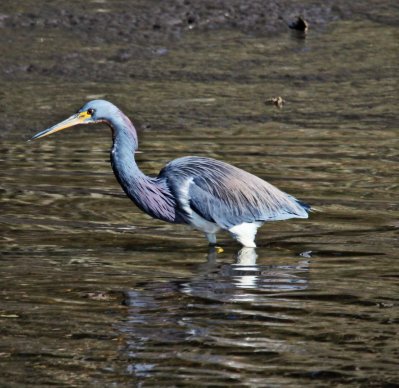 Tri-Colored Heron