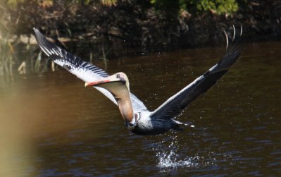 Pelican At Liftoff